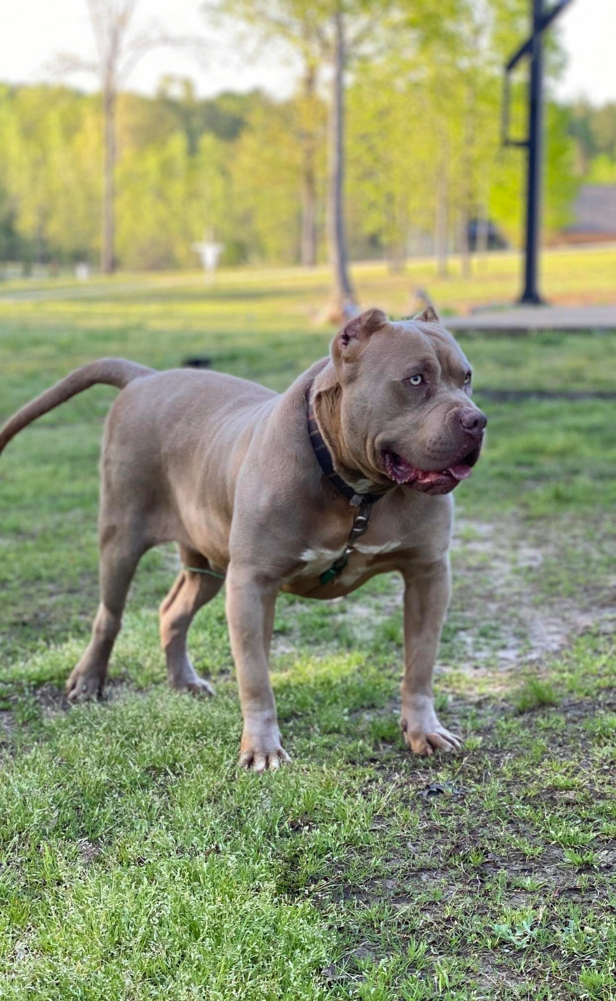 Dog Featured Image