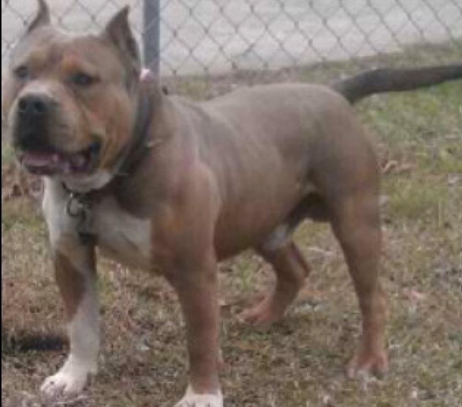 Dog Featured Image