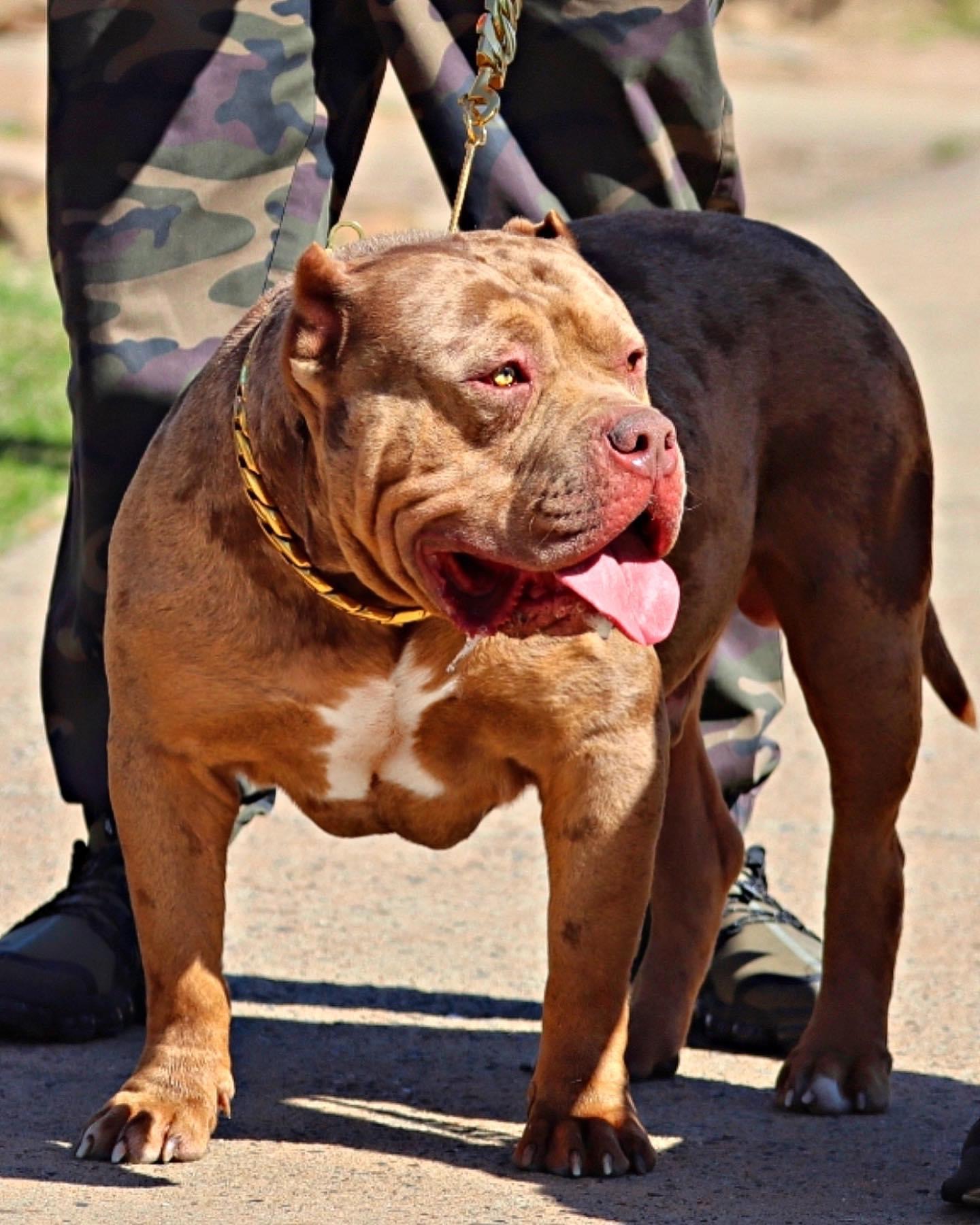 Dog Featured Image