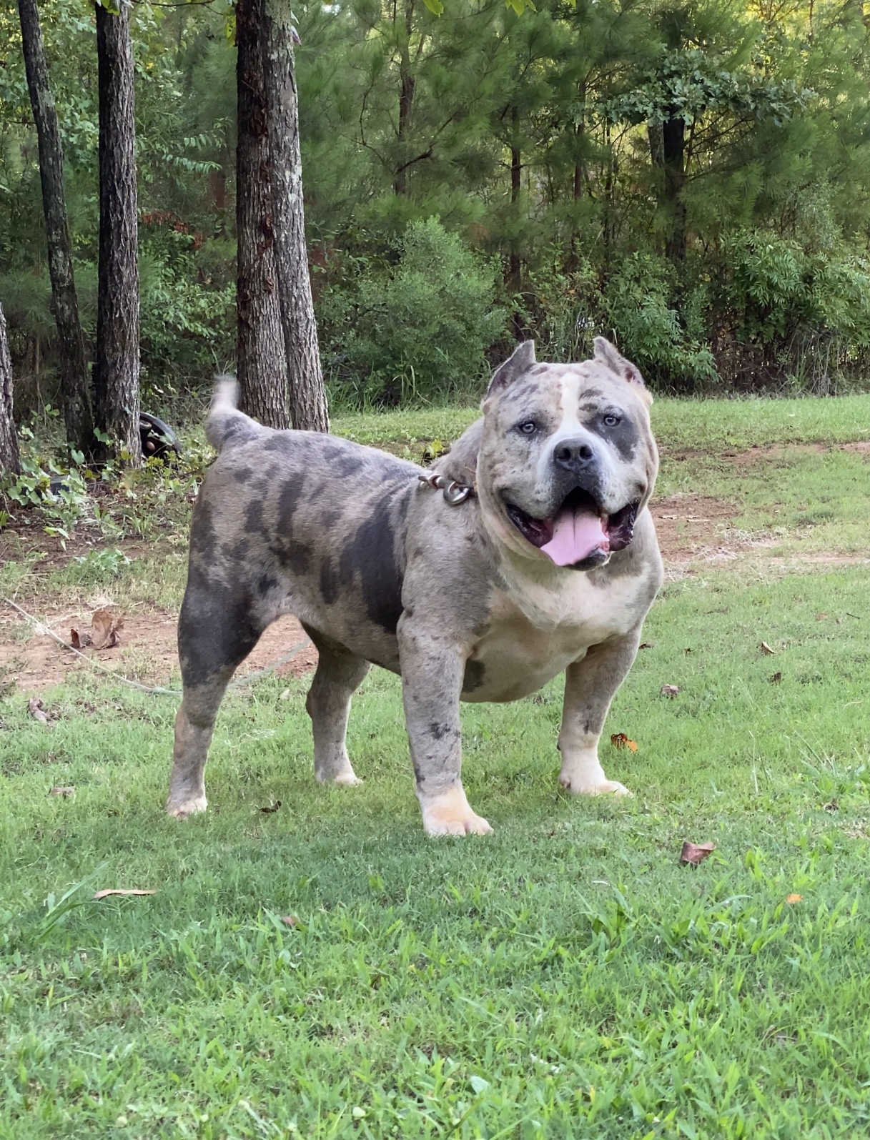 Dog Featured Image