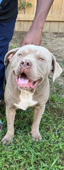 Dog Featured Image