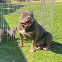 Dog Featured Image