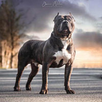 Dog Featured Image