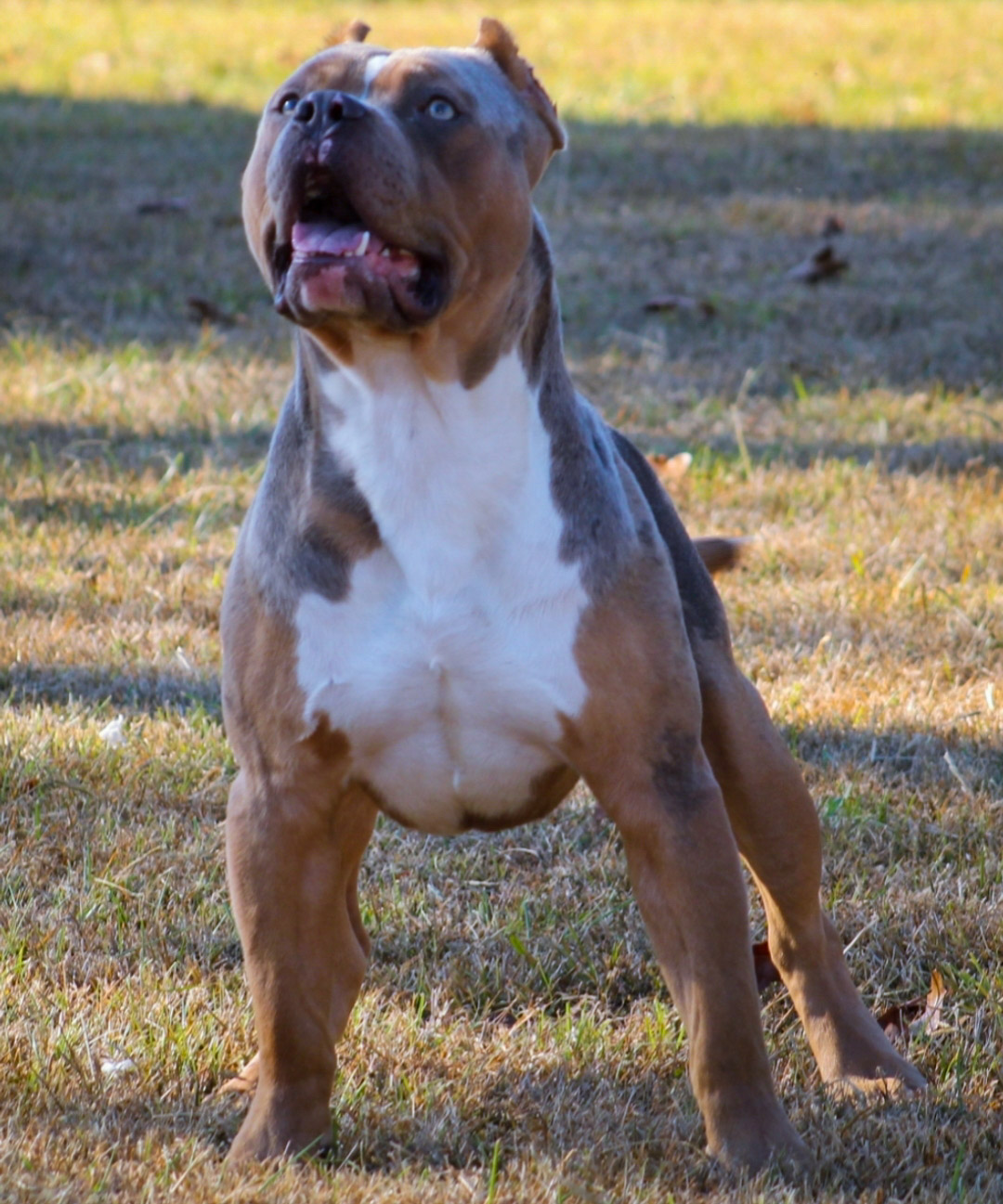 Dog Featured Image
