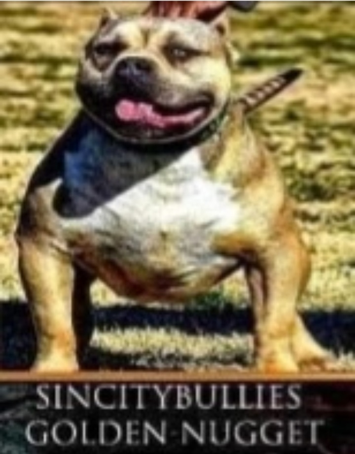Dog Featured Image