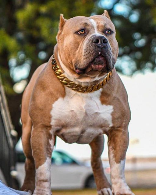 Dog Featured Image