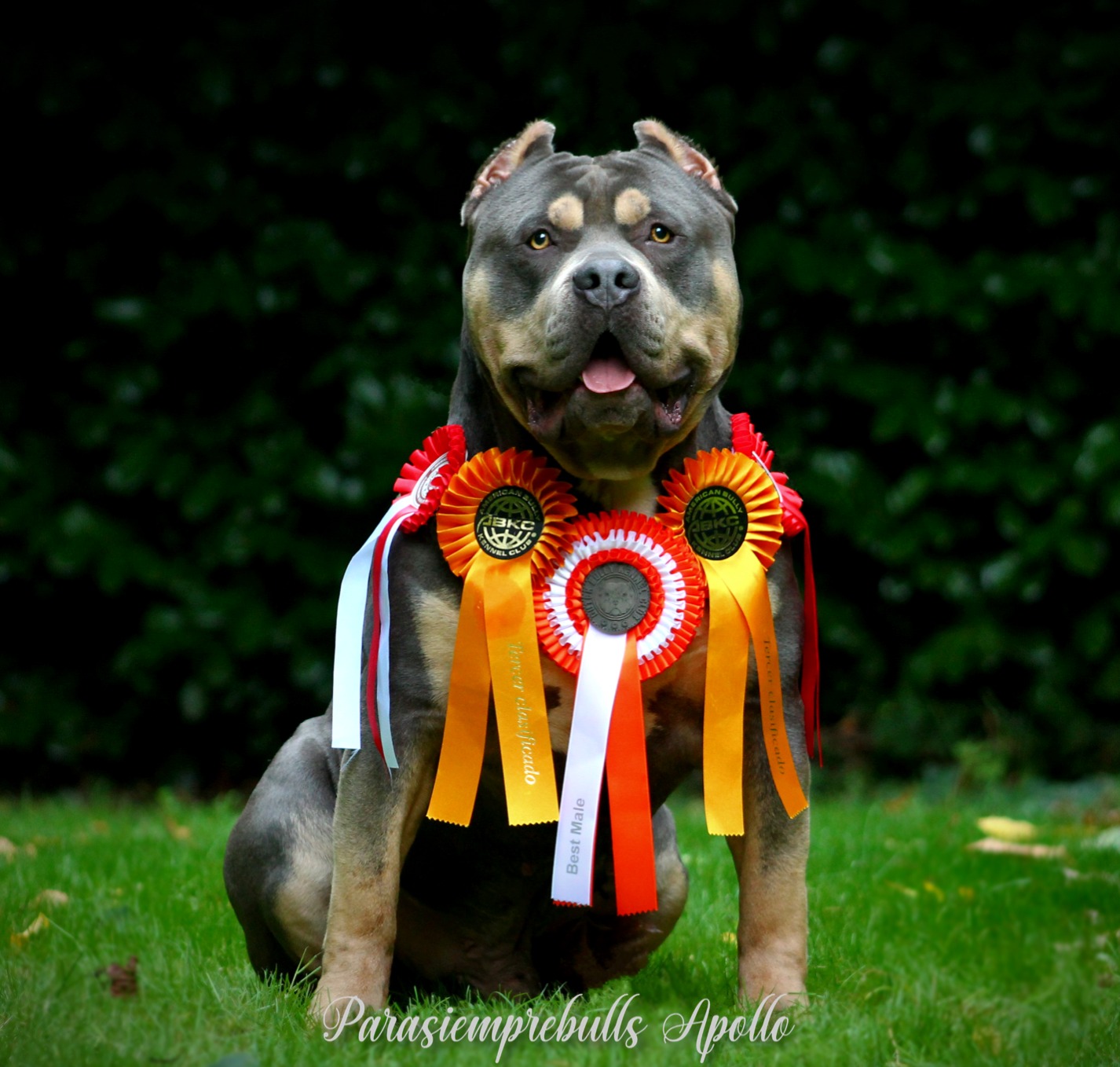 Dog Featured Image