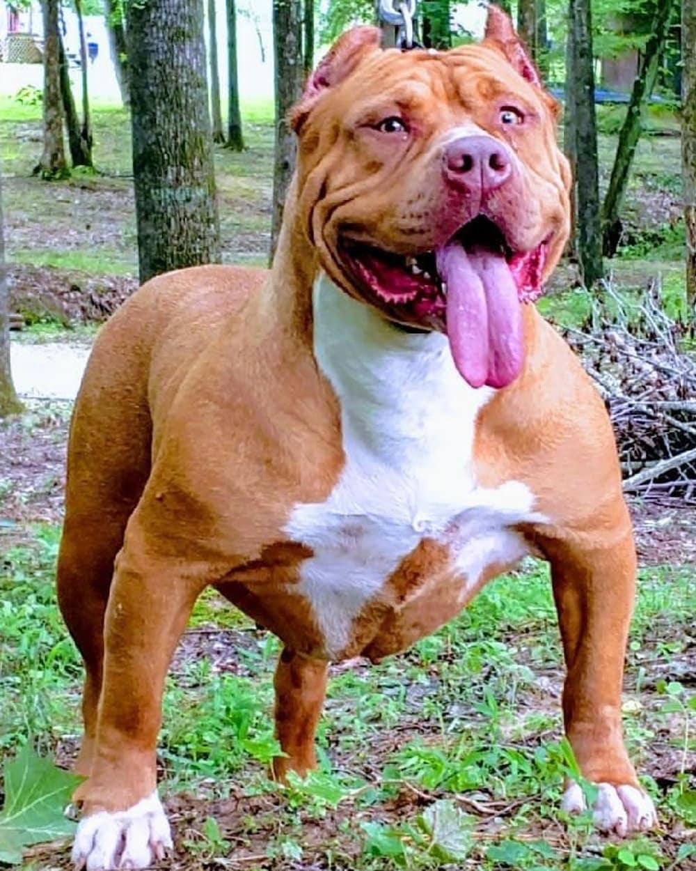 Dog Featured Image