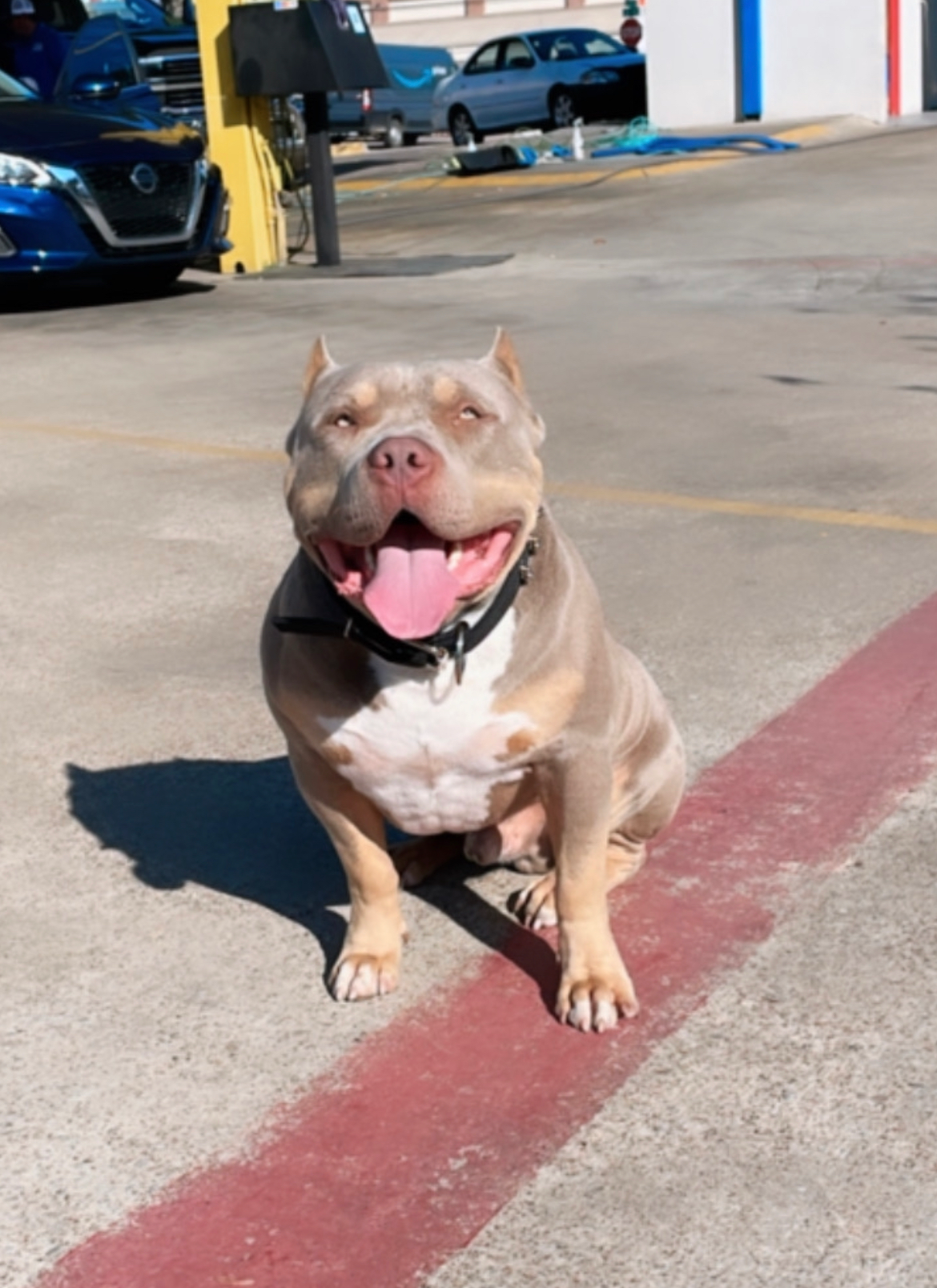 Dog Featured Image