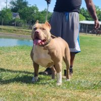 Dog Featured Image