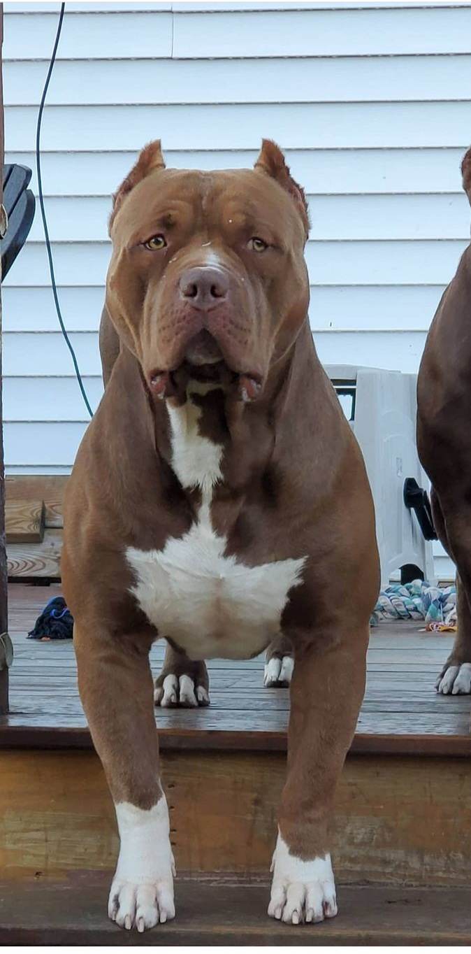 Dog Featured Image