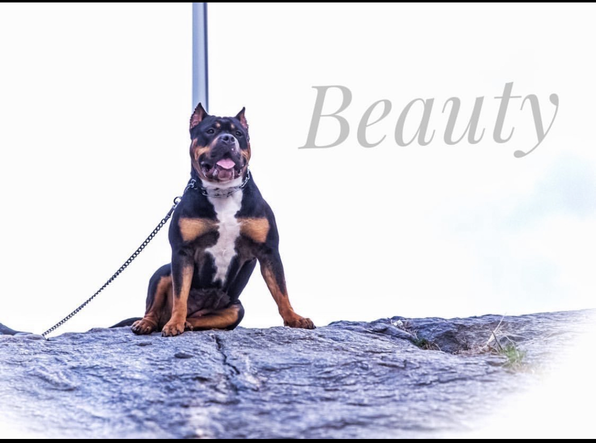 Dog Featured Image