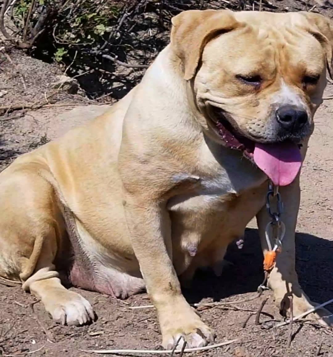 Dog Featured Image