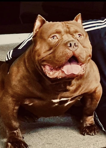 Dog Featured Image