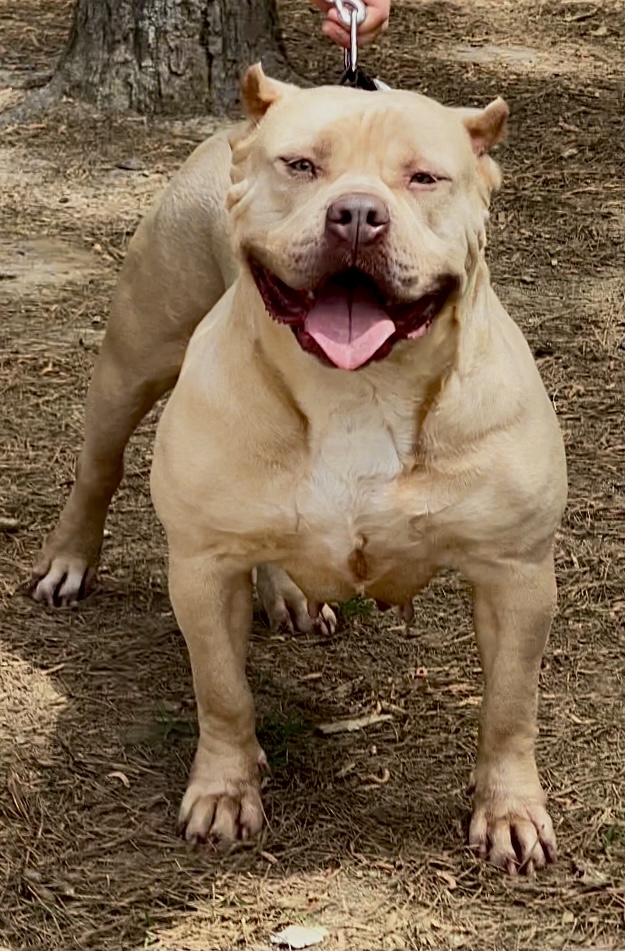 Dog Featured Image