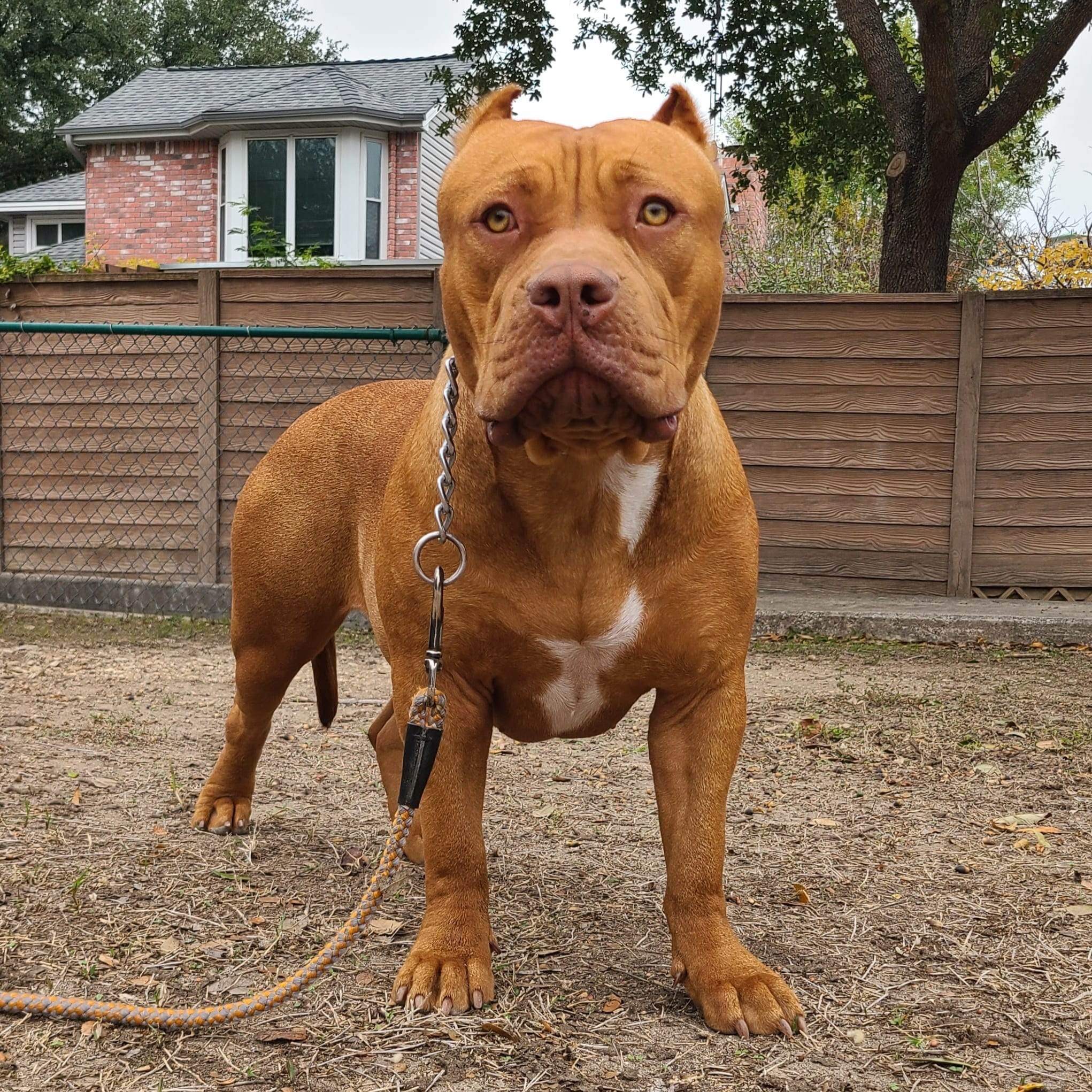Dog Featured Image