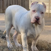 Dog Featured Image