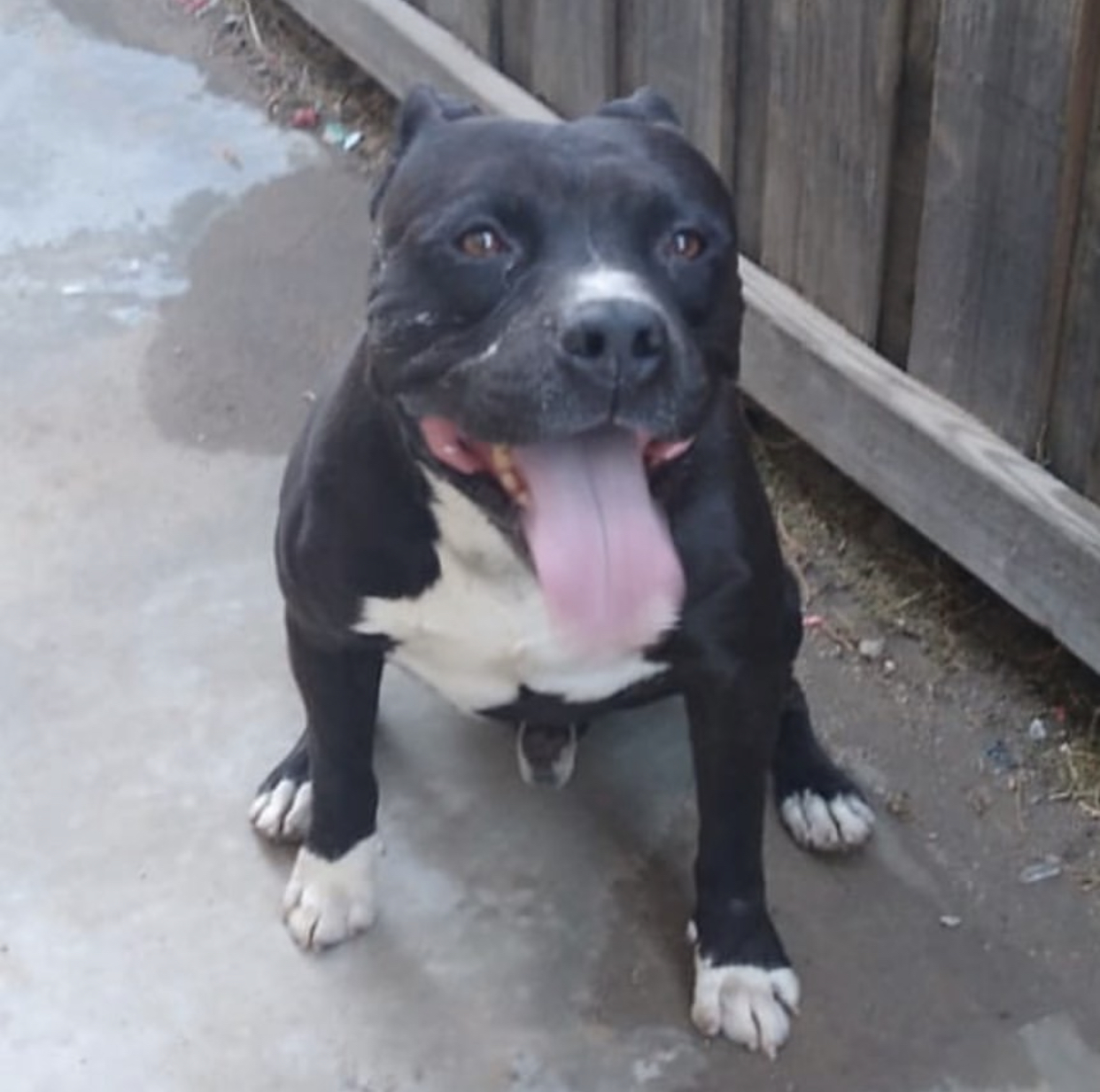 Dog Featured Image