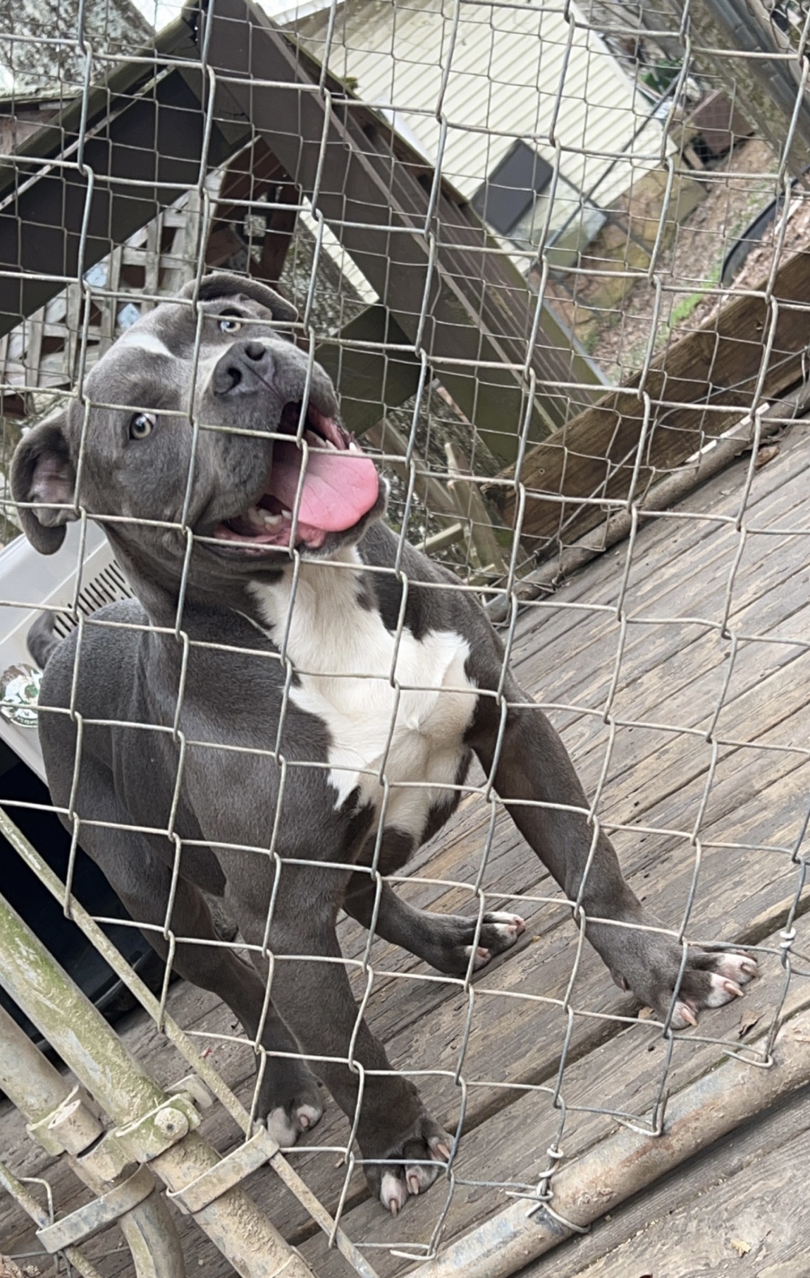 Dog Featured Image