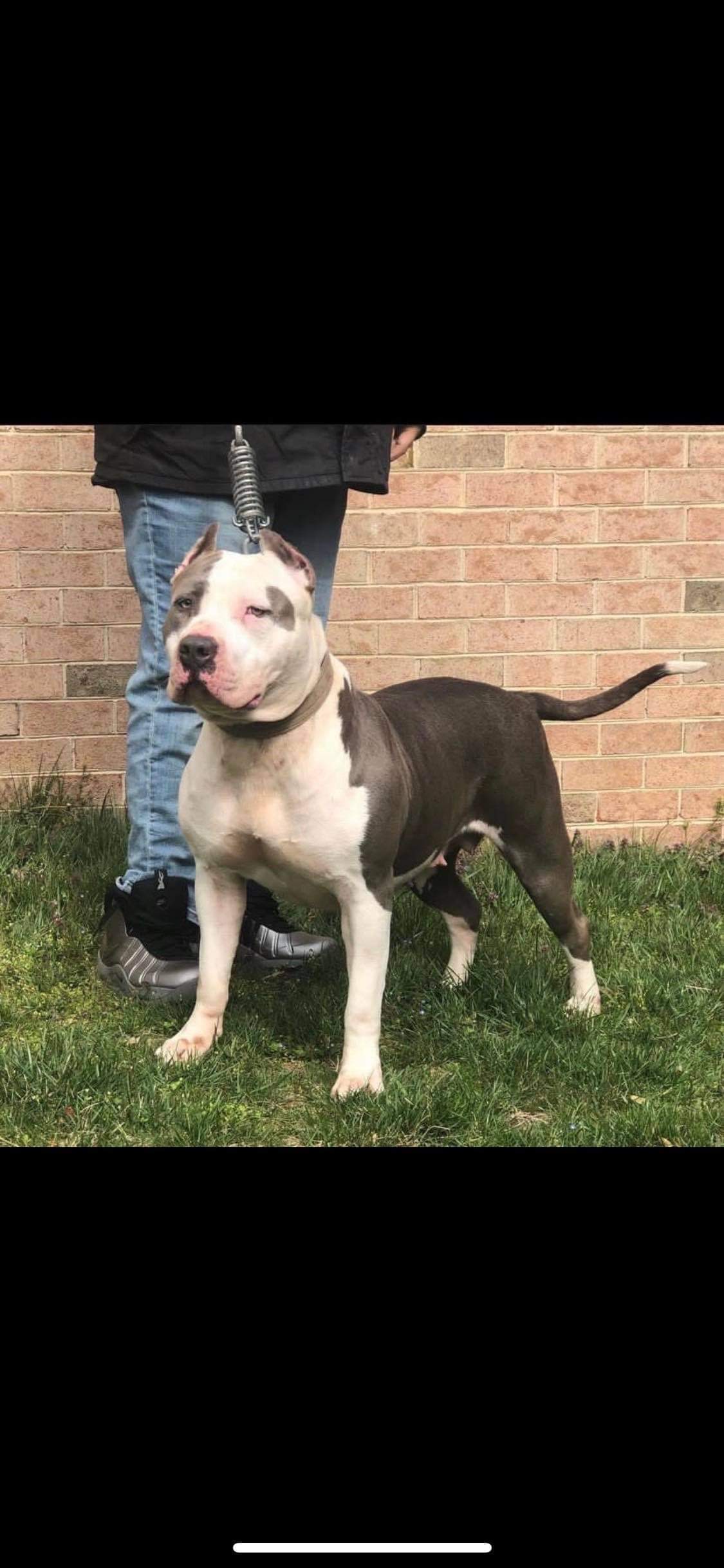Dog Featured Image