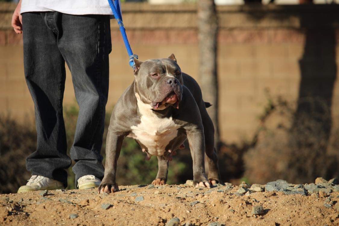 Dog Featured Image