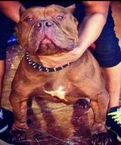 Dog Featured Image