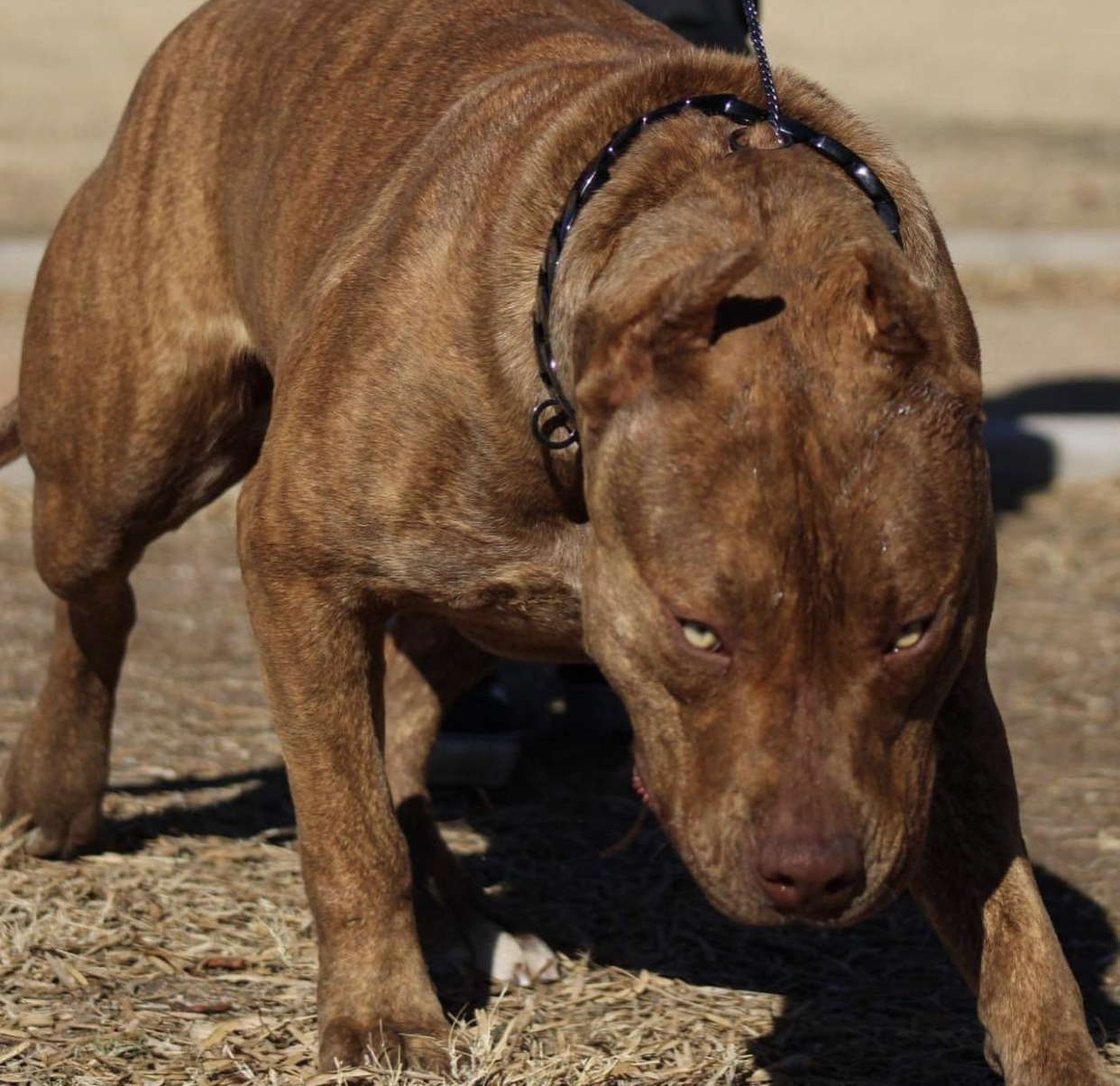 Dog Featured Image