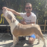 Dog Featured Image