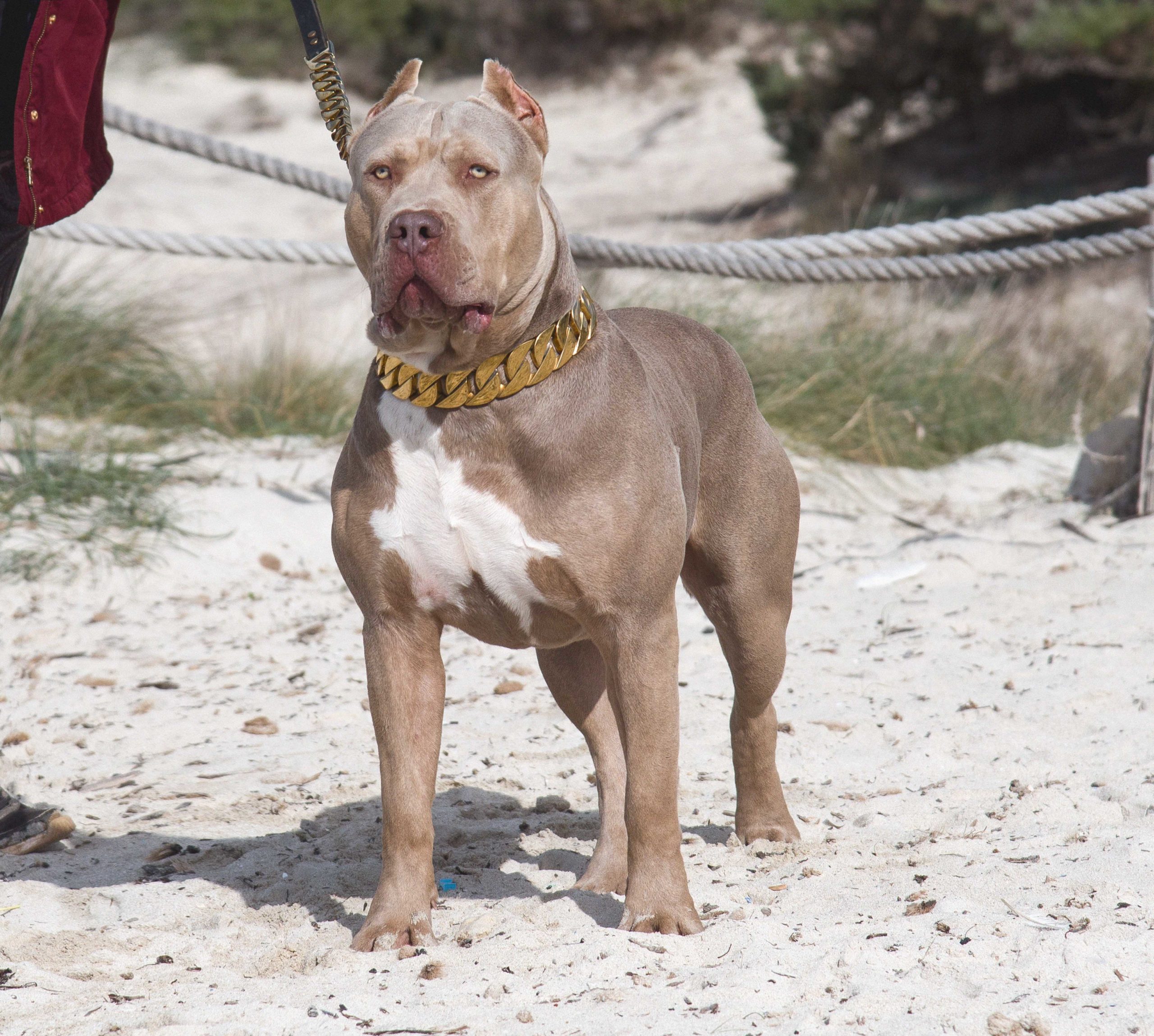 Dog Featured Image