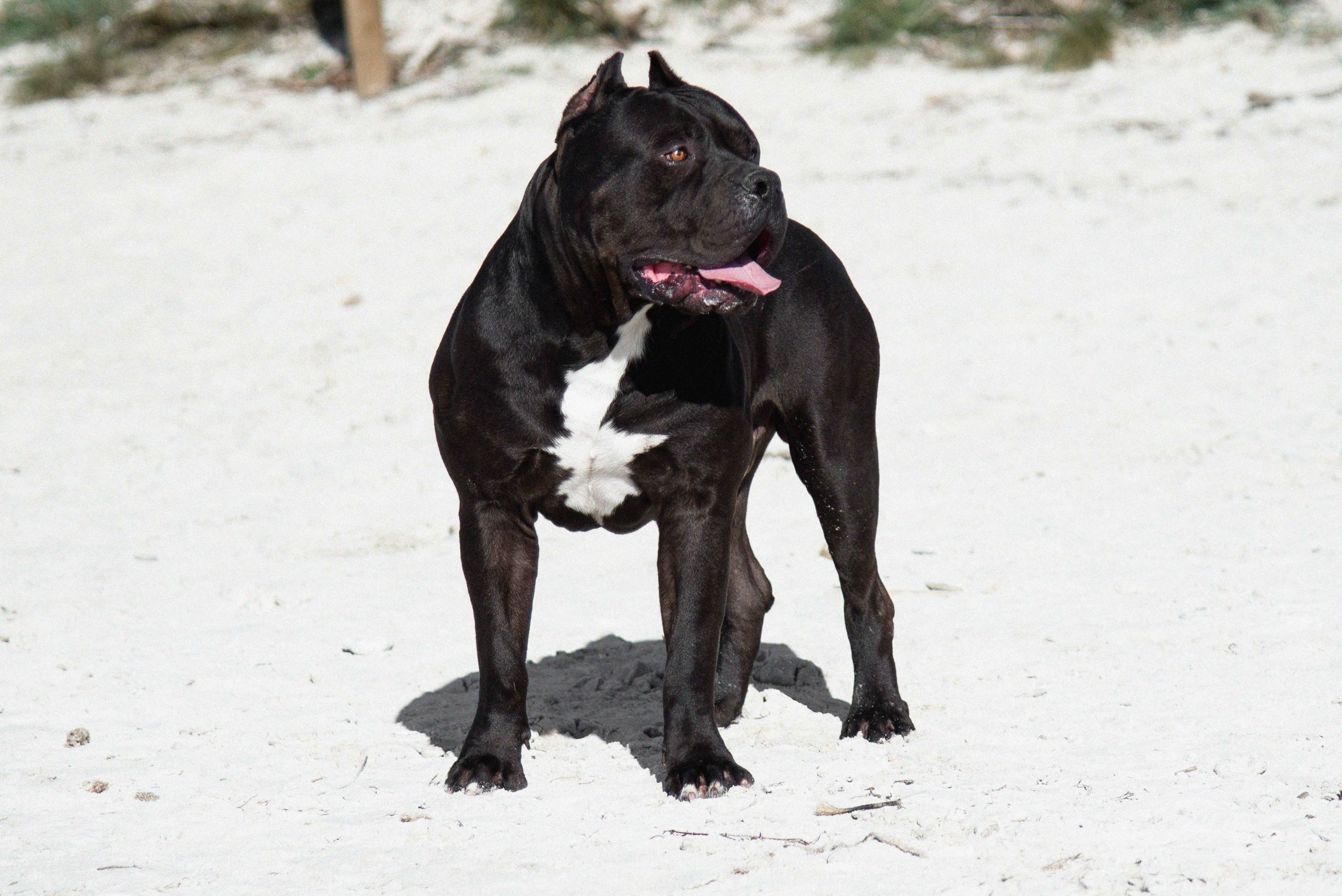 Dog Featured Image