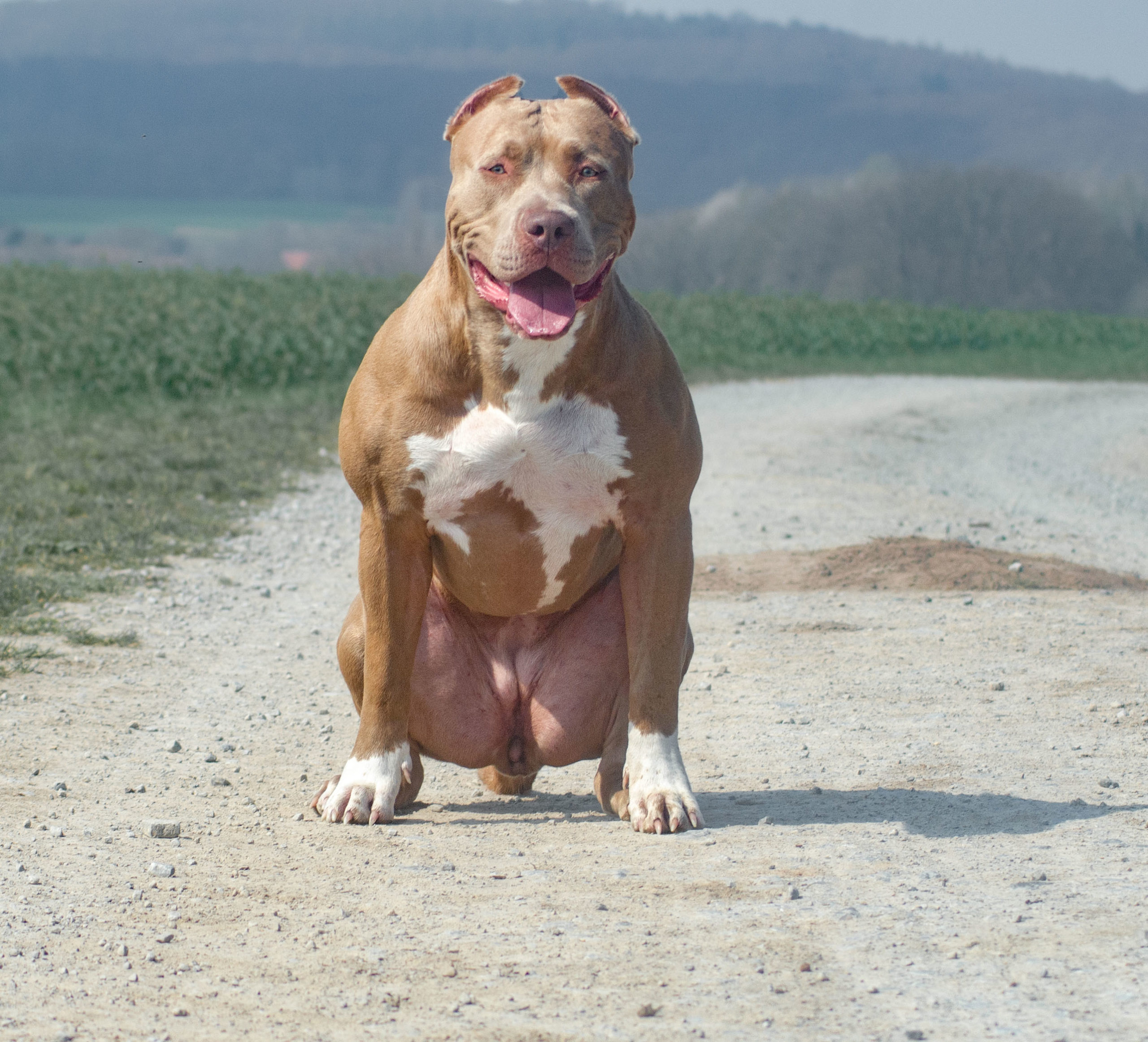 Dog Featured Image