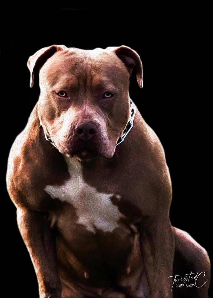 Dog Featured Image