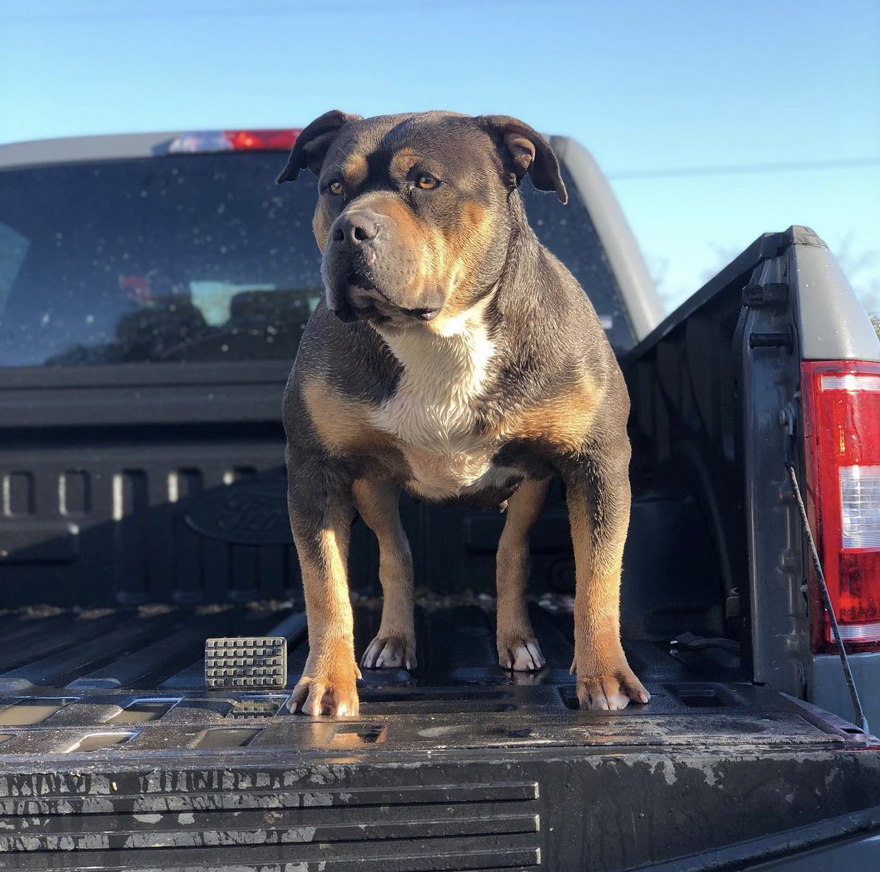 Dog Featured Image