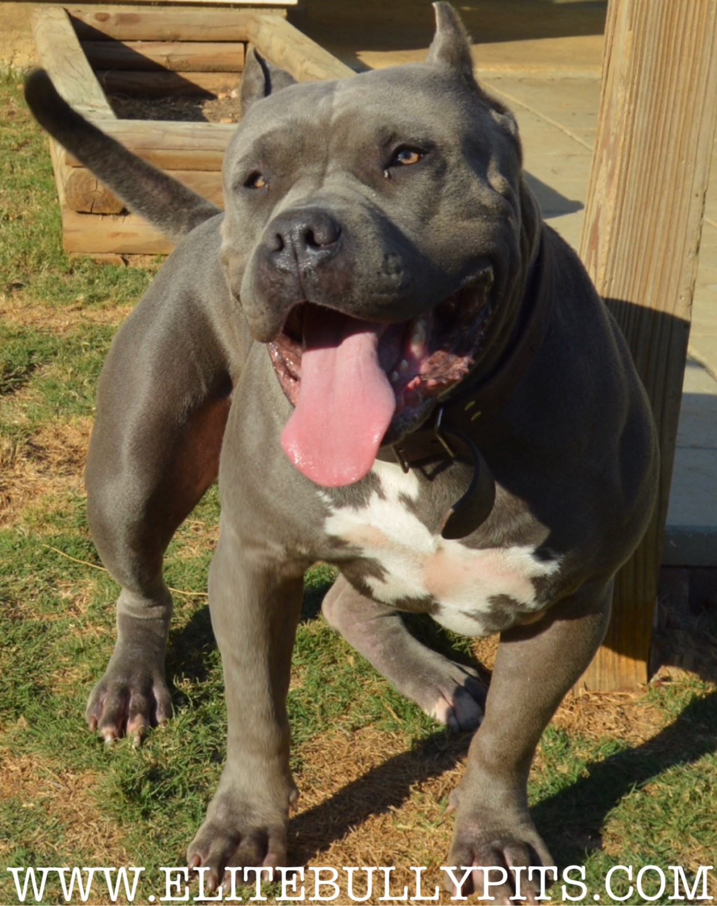 Dog Featured Image