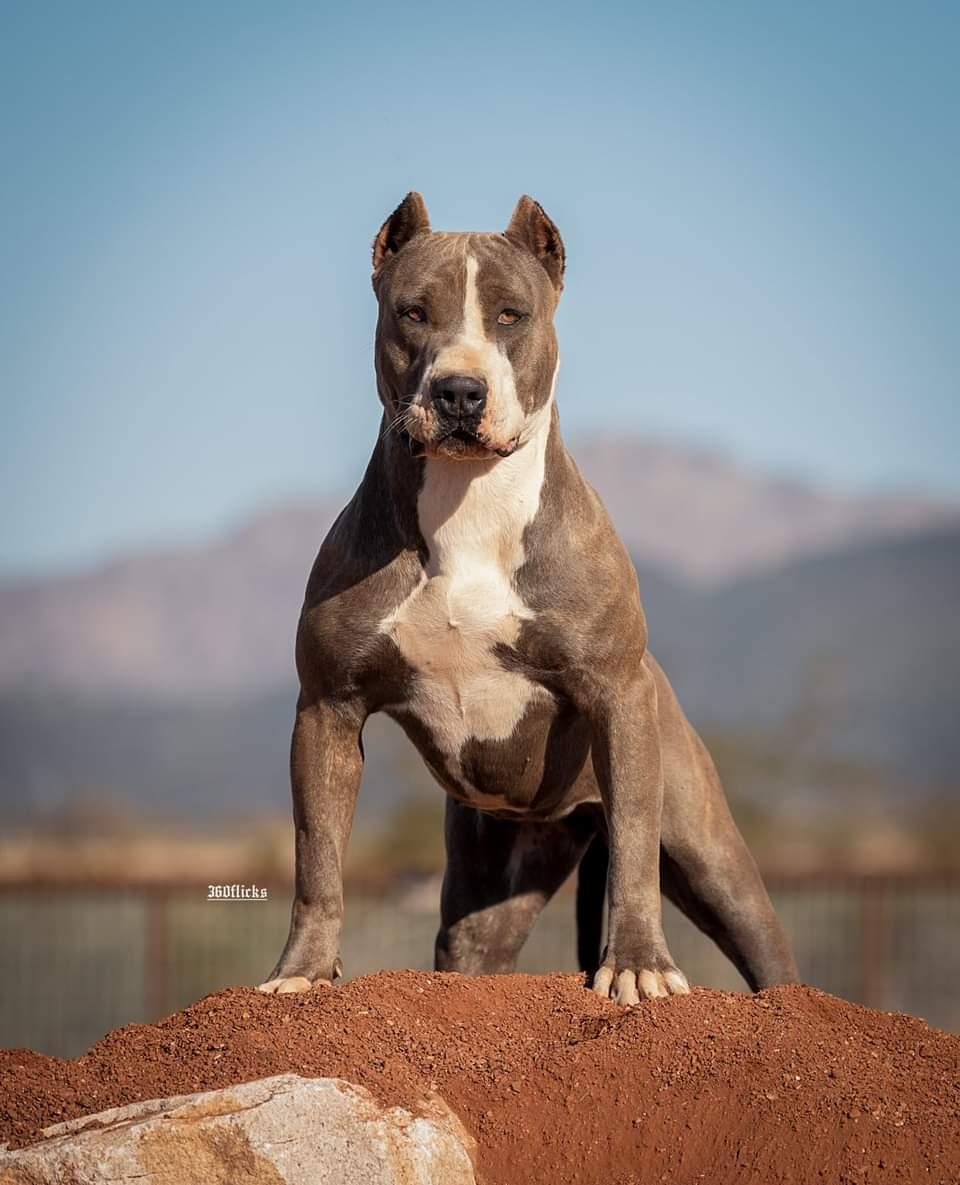 Dog Featured Image