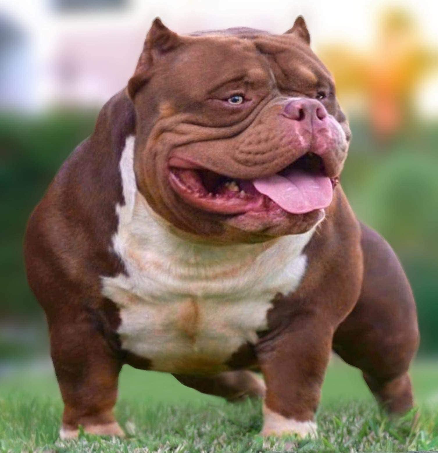 Dog Featured Image