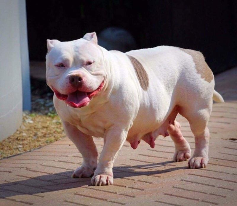 Dog Featured Image