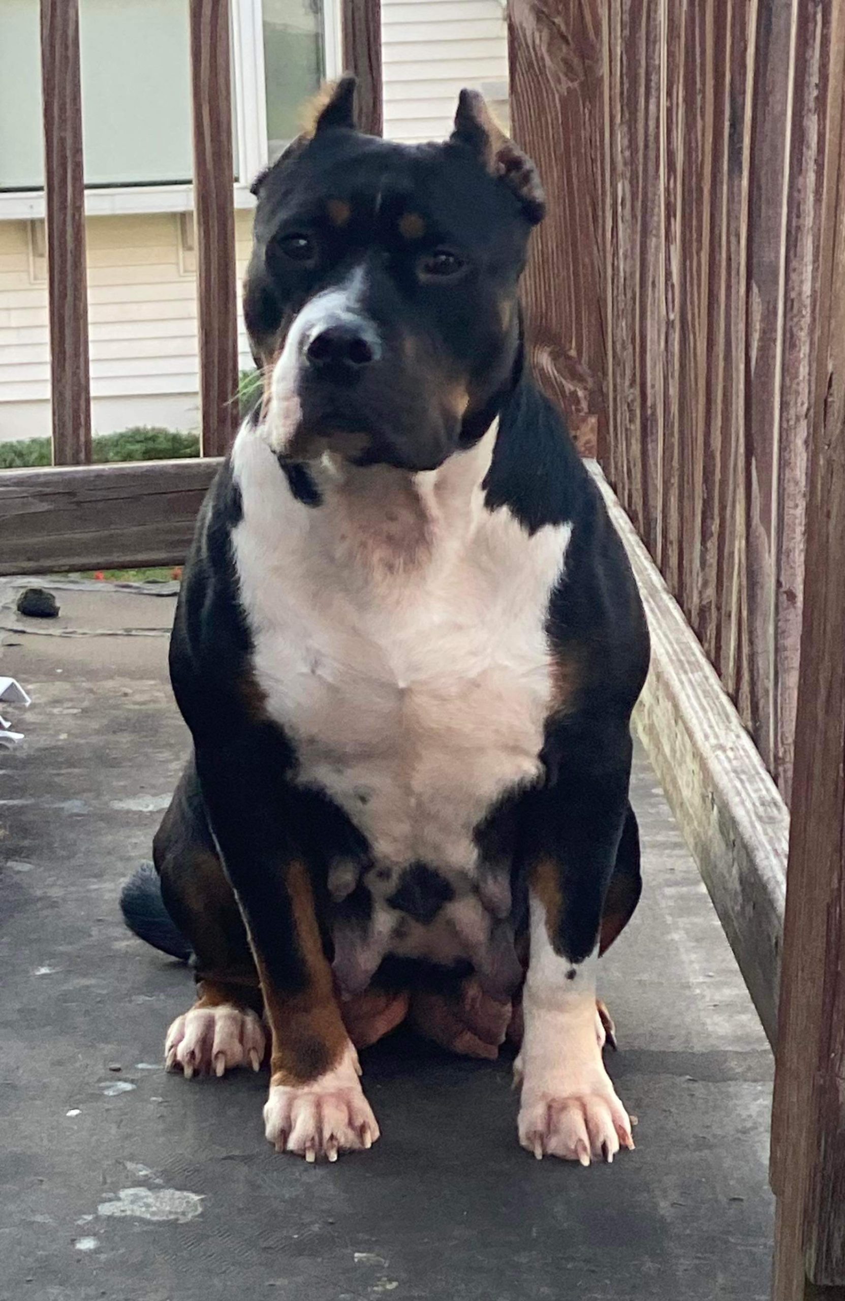Dog Featured Image