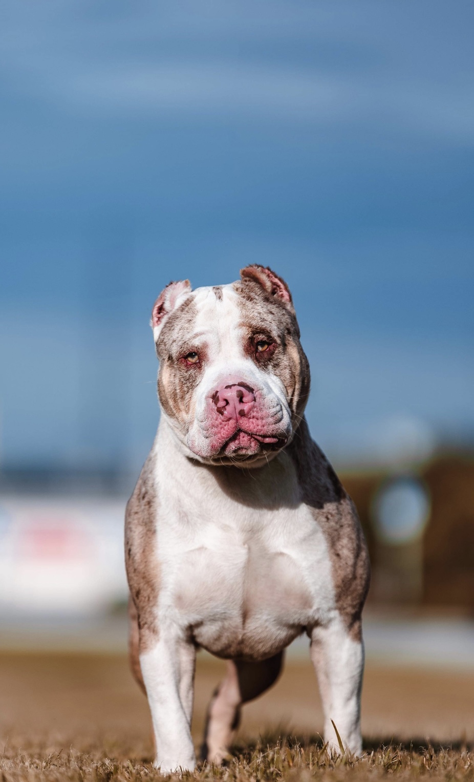 Dog Featured Image
