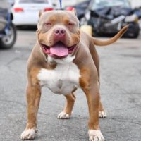 Dog Featured Image