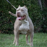 Dog Featured Image