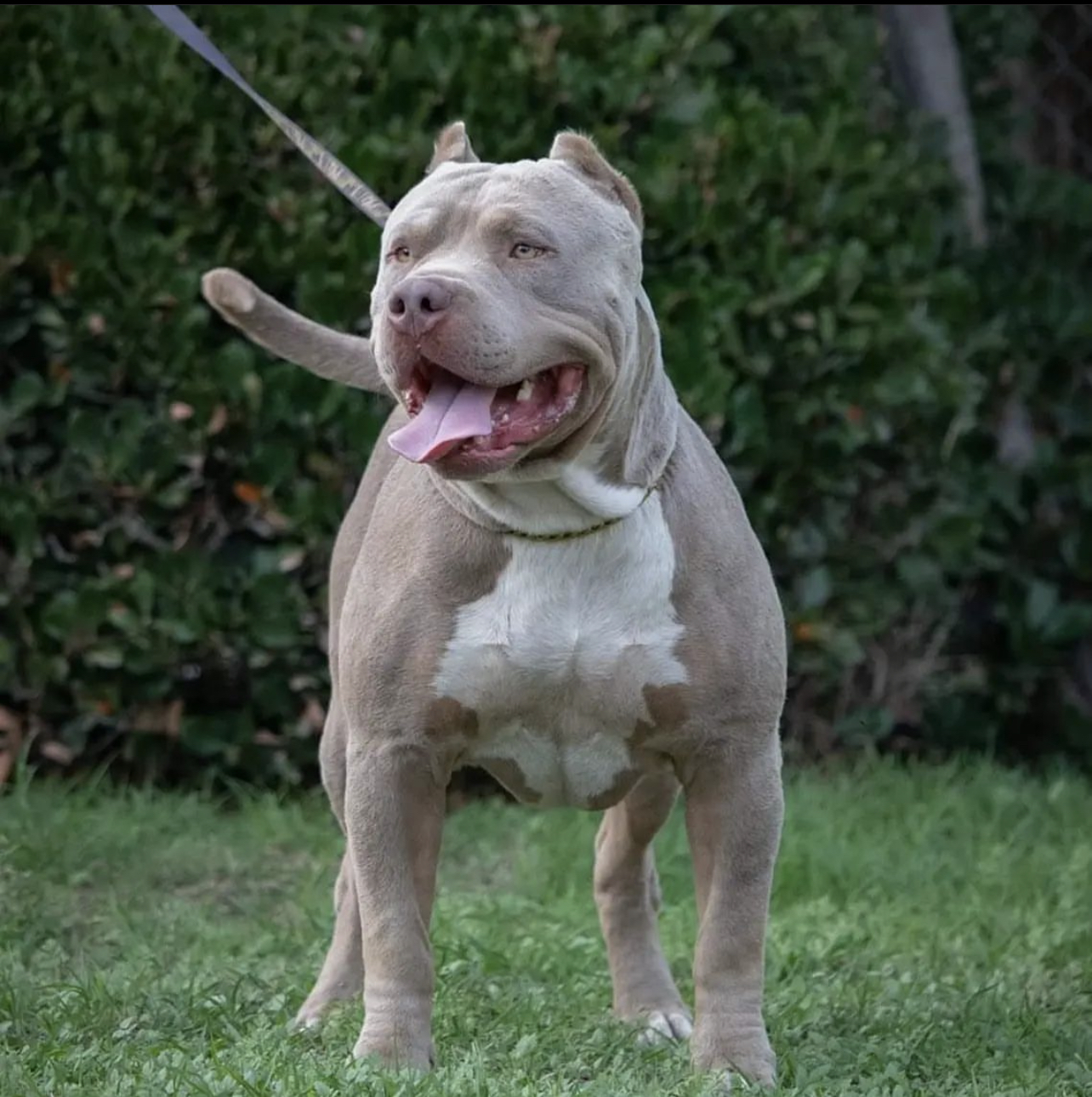 Dog Featured Image