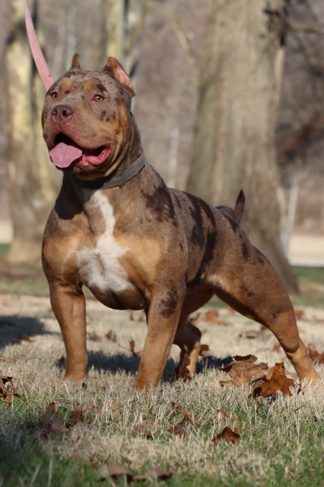 Dog Featured Image
