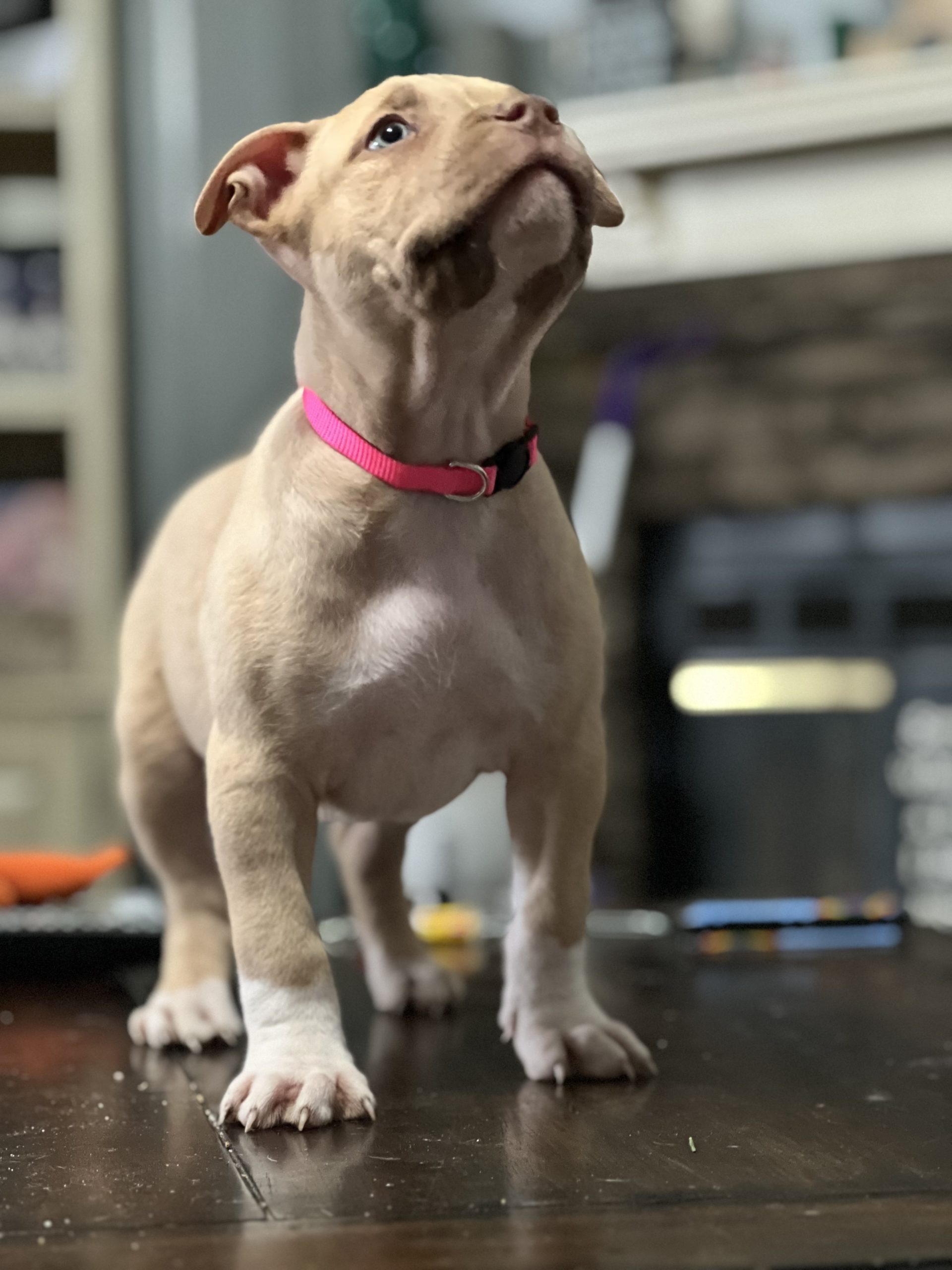Pink collar female Pitpedia