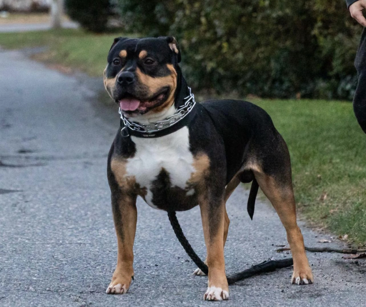 Dog Featured Image