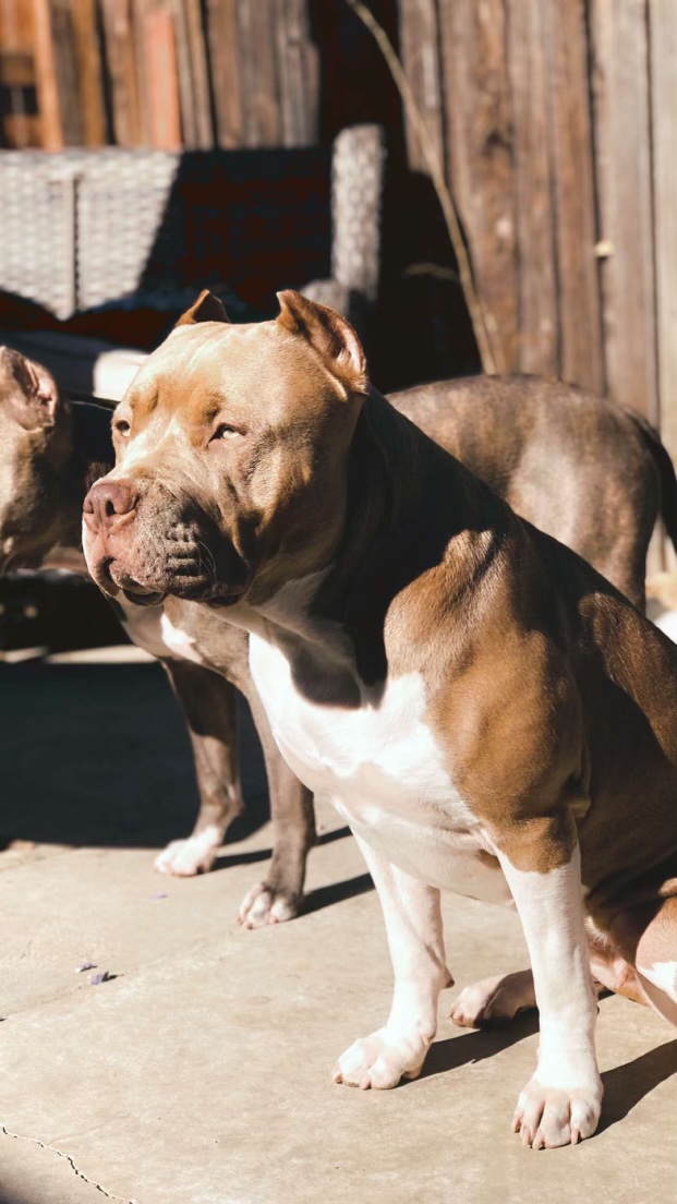 Dog Featured Image