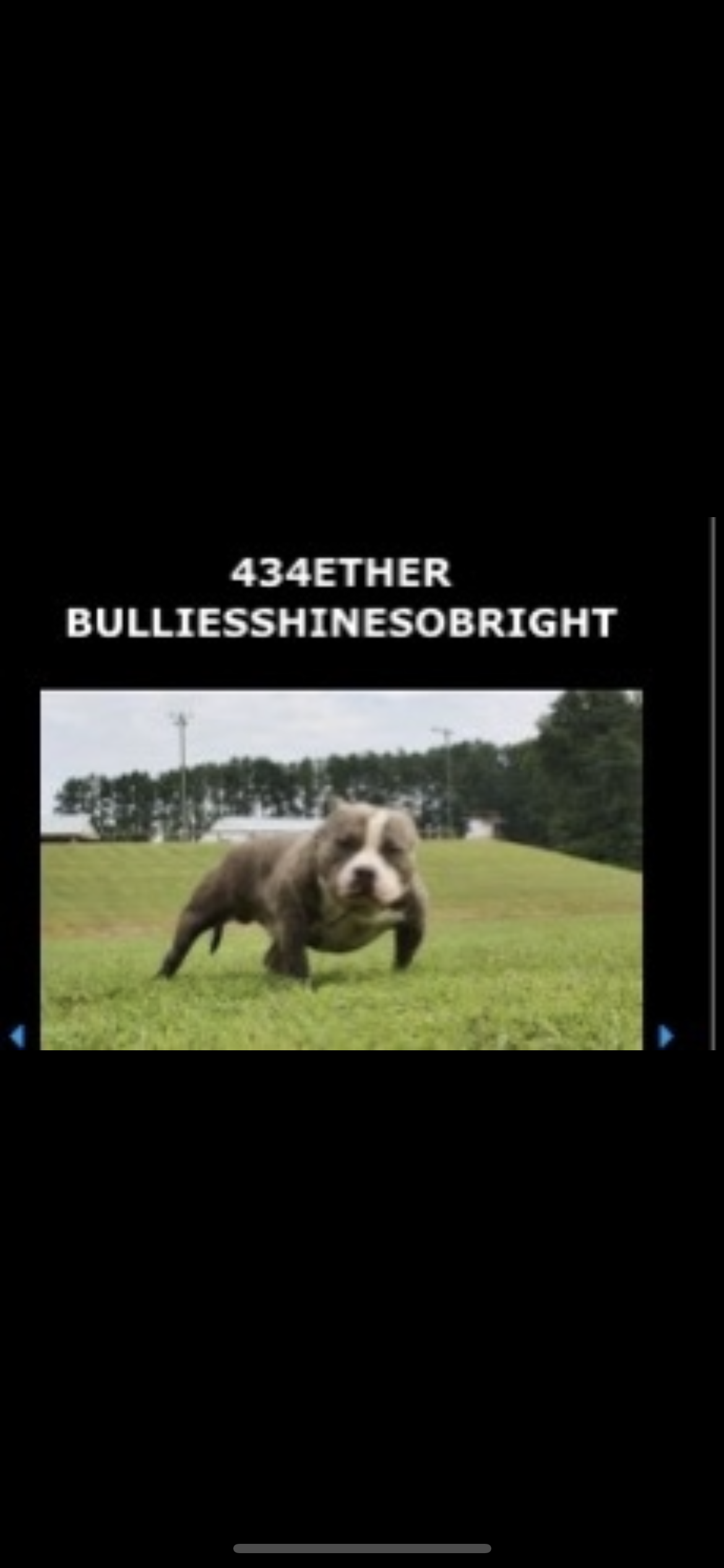 Dog Featured Image