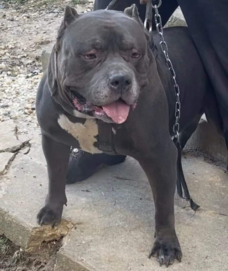 Dog Featured Image