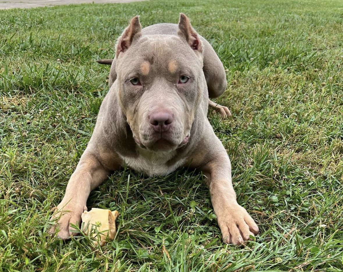 Dog Featured Image