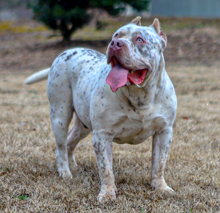 Dog Featured Image